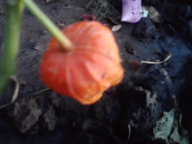 P270912_07.35_[02] - floricele-2012