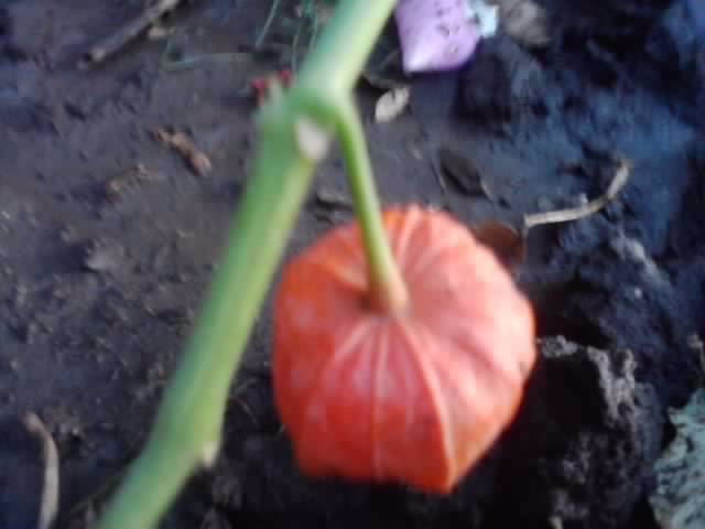 P270912_07.35_[03] - floricele-2012