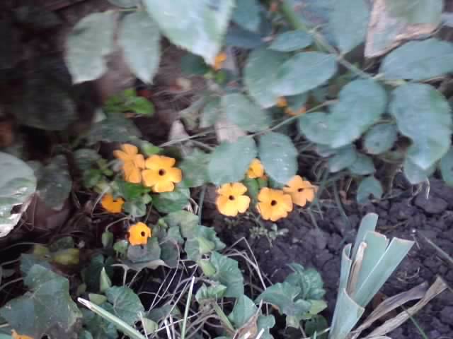 P280912_21.26_[05] - floricele-2012