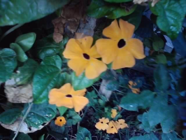 P280912_21.27_[02] - floricele-2012