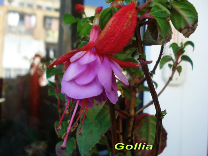 Gollia (2-10-2012)