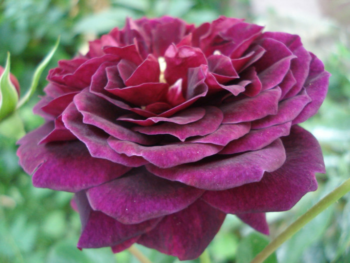 DSC08750 - Trandafiri 2012 II