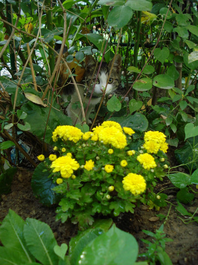 DSC08608 - Crizanteme