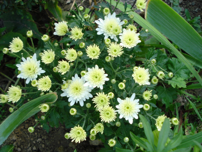 DSC08644 - Crizanteme