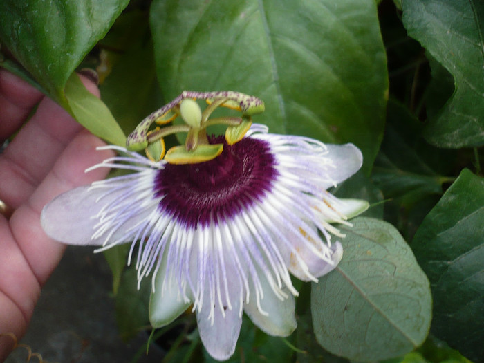 02.10.2012 - zzz-PASSIFLORA 2012-iesite din colectie