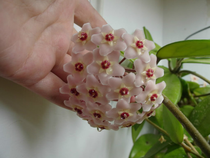 hoya carnosa