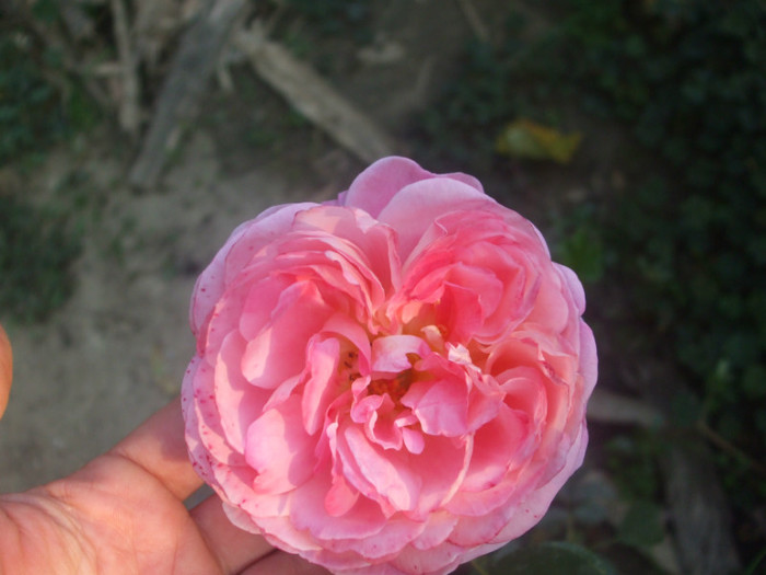 Souvenir de Lucien Massad