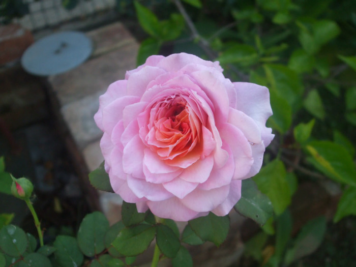 Florajet