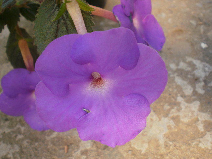  - Plante
