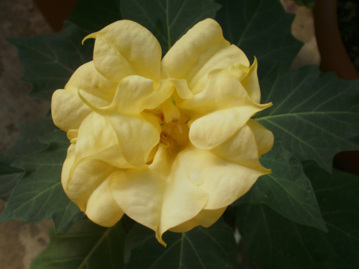 PA200005 - Plante