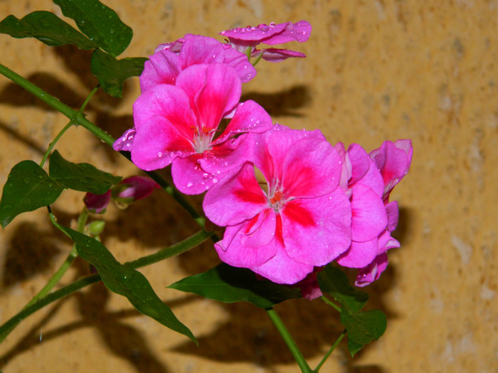 DSCN8258