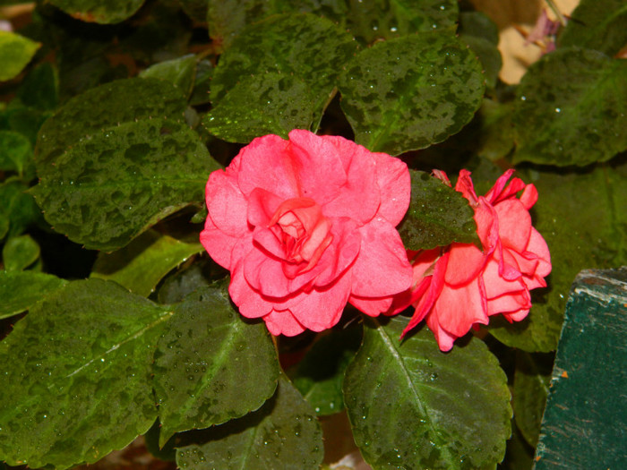 DSCN8262