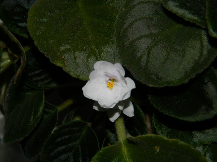 DSCN8264