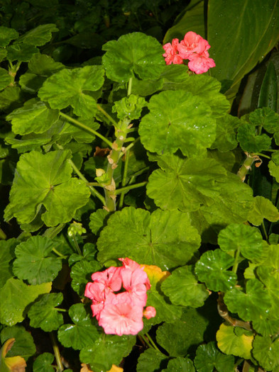 DSCN8268
