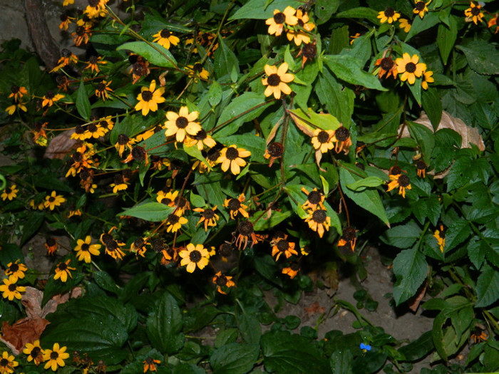 DSCN8270