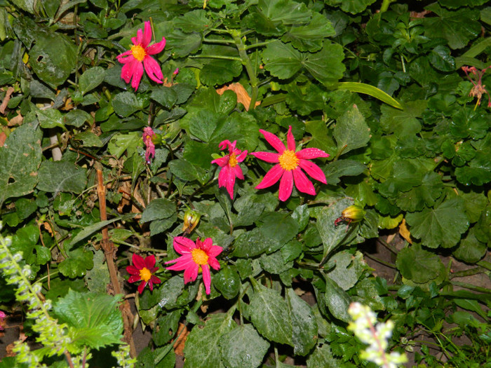 DSCN8271