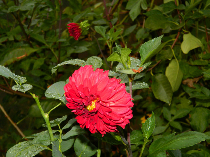 DSCN8272