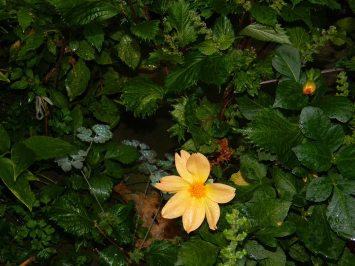 DSCN8276