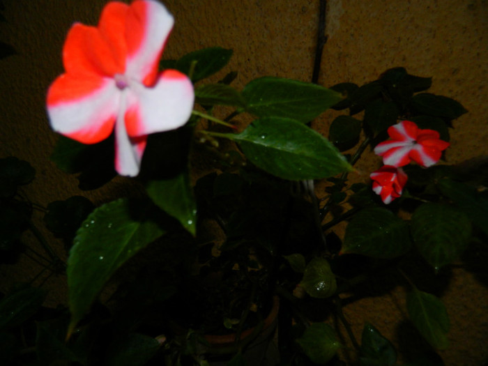 DSCN8285