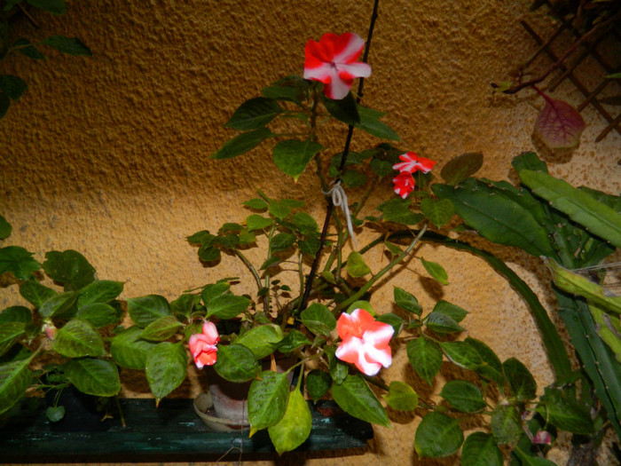 DSCN8286