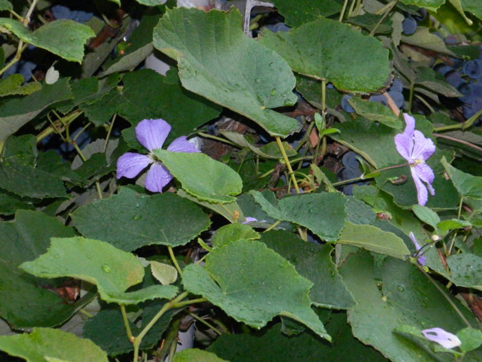 DSCN8292
