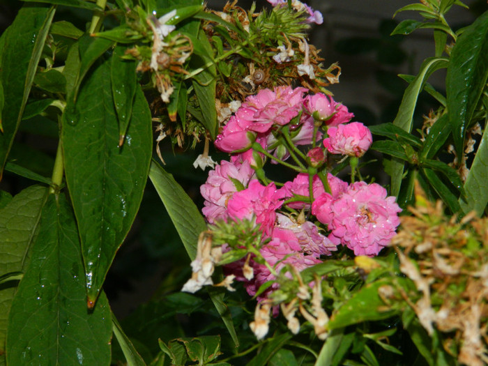 DSCN8293