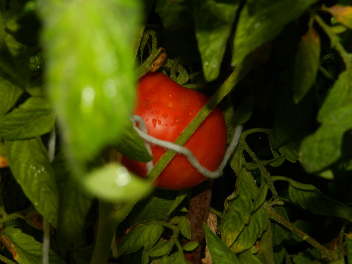 DSCN8297