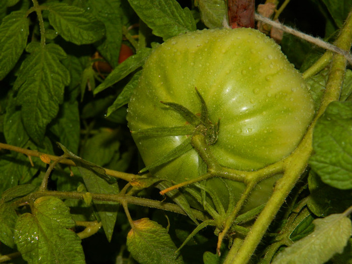 DSCN8298