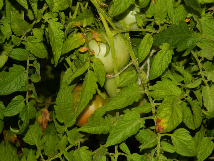 DSCN8302
