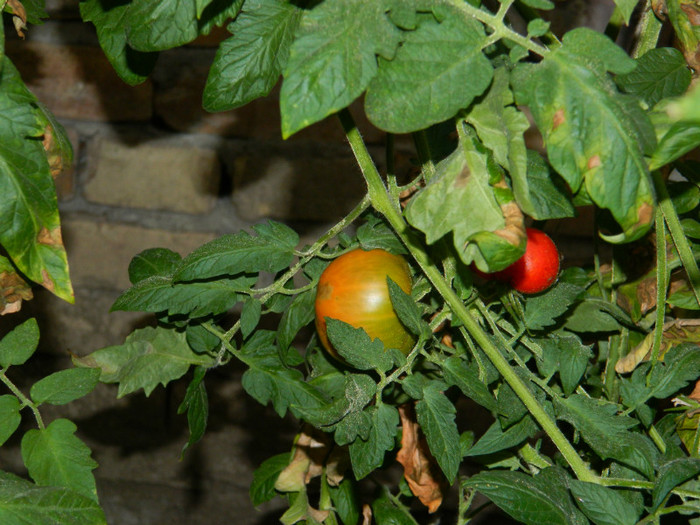DSCN8307