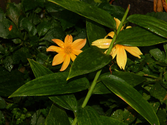 DSCN8313