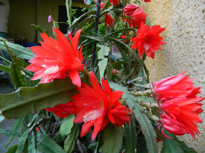 DSCN7951 - Epiphyllum oxypetalum