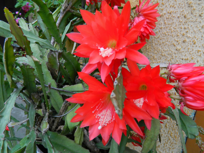 DSCN8051 - Epiphyllum oxypetalum