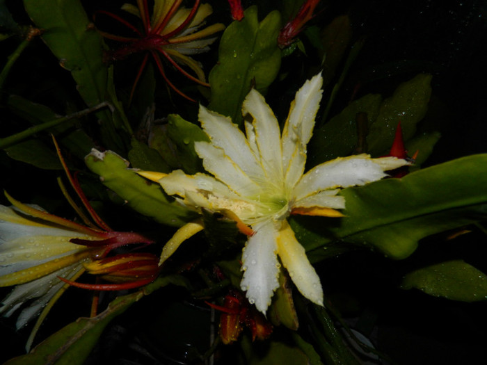 DSCN8538 - Epiphyllum oxypetalum
