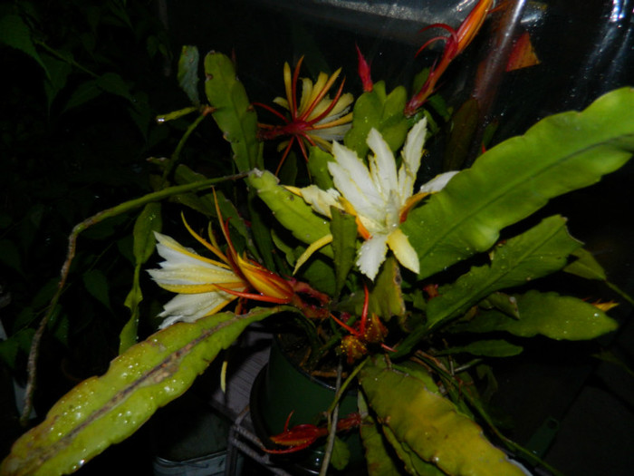 DSCN8539 - Epiphyllum oxypetalum