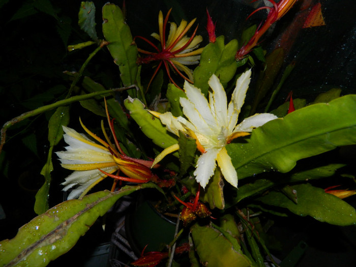 DSCN8540 - Epiphyllum oxypetalum