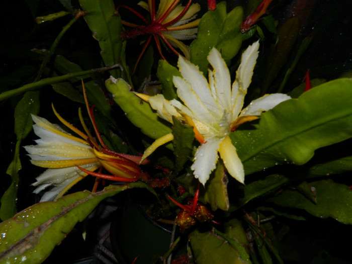 DSCN8541 - Epiphyllum oxypetalum