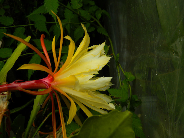 DSCN8577 - Epiphyllum oxypetalum