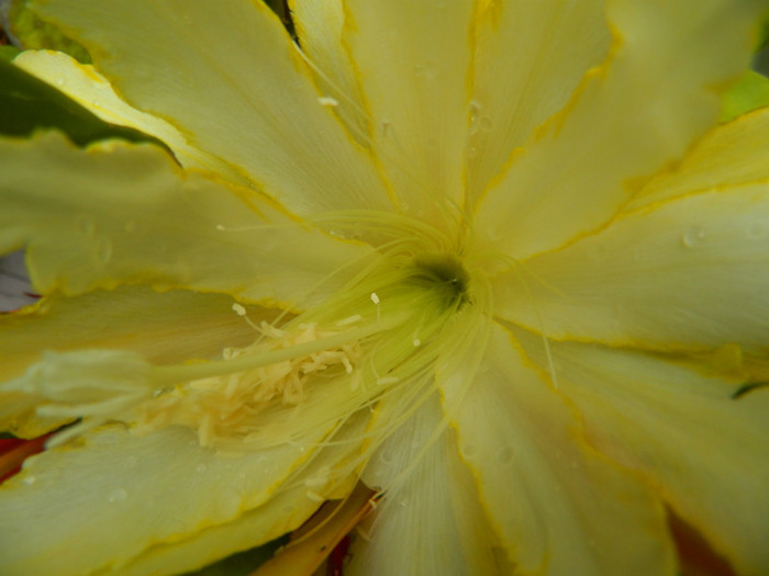 DSCN8578 - Epiphyllum oxypetalum