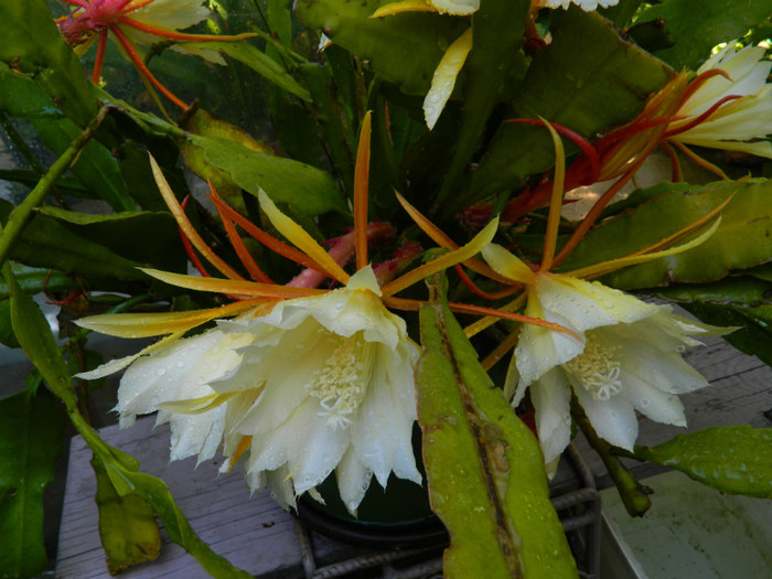 DSCN8702 - Epiphyllum oxypetalum