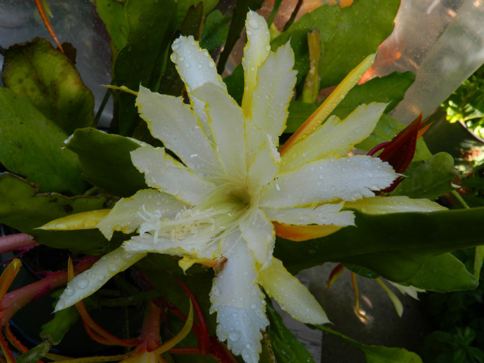 DSCN8704 - Epiphyllum oxypetalum