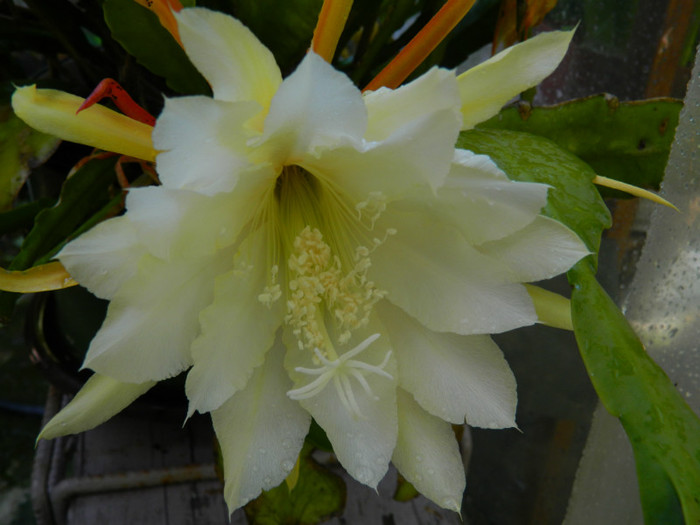 DSCN8705 - Epiphyllum oxypetalum