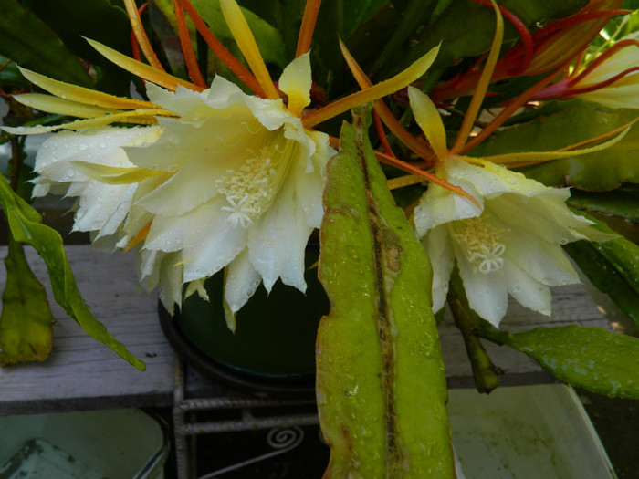 DSCN8708 - Epiphyllum oxypetalum