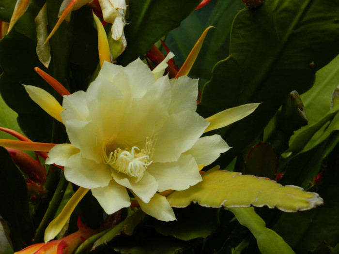 DSCN8885 - Epiphyllum oxypetalum