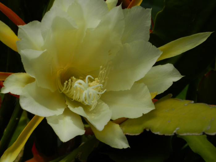 DSCN8886 - Epiphyllum oxypetalum