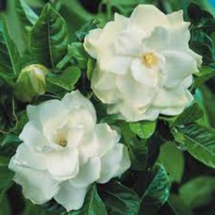 gardenia; septembrie
