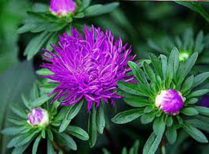 ochiul boului - 2012 FLORI VARA