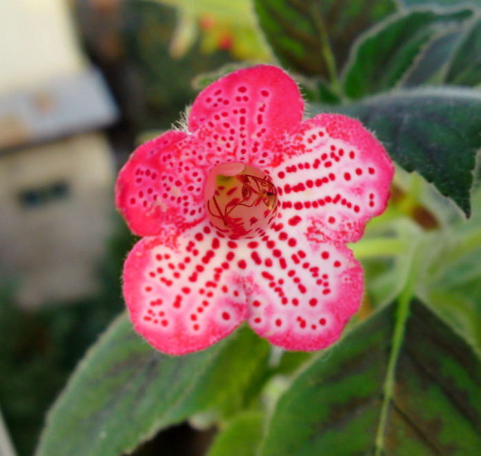 Manchu - Alte gesneriaceae