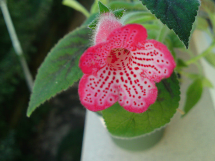  - Alte gesneriaceae