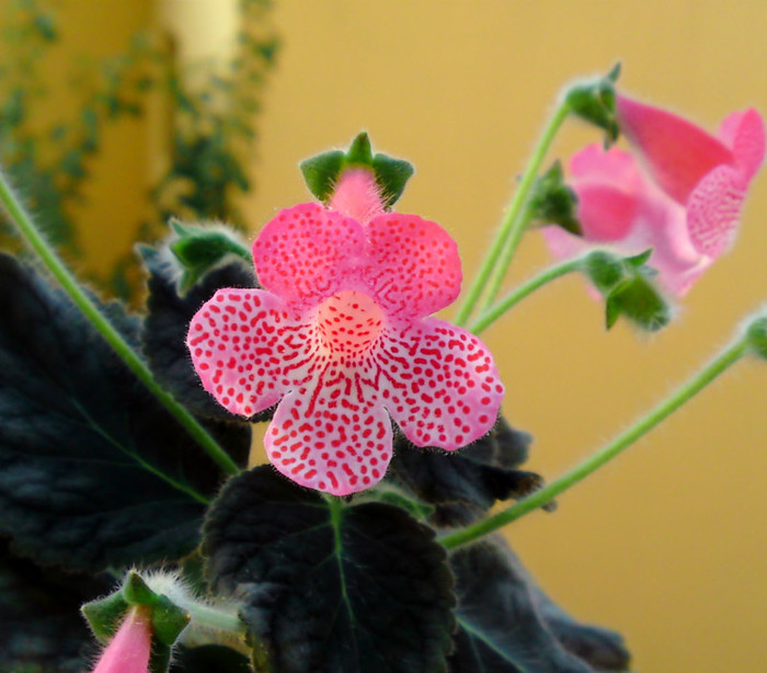  - Alte gesneriaceae